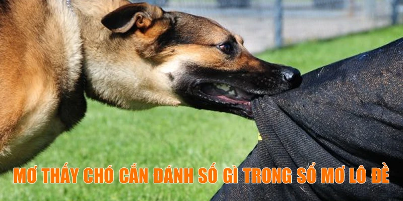 Mơ thấy chó cắn đánh số gì trong sổ mơ lô đề