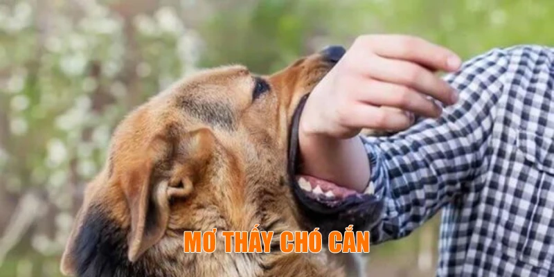 Ảnh đại diện mơ thấy chó cắn